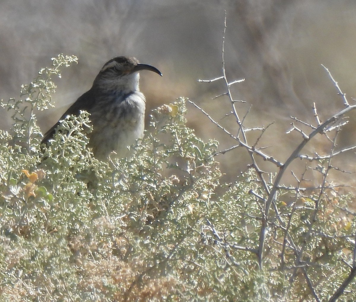Scale-throated Earthcreeper - ML647417540