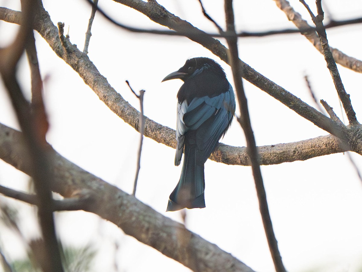 Hair-crested Drongo - ML647417549