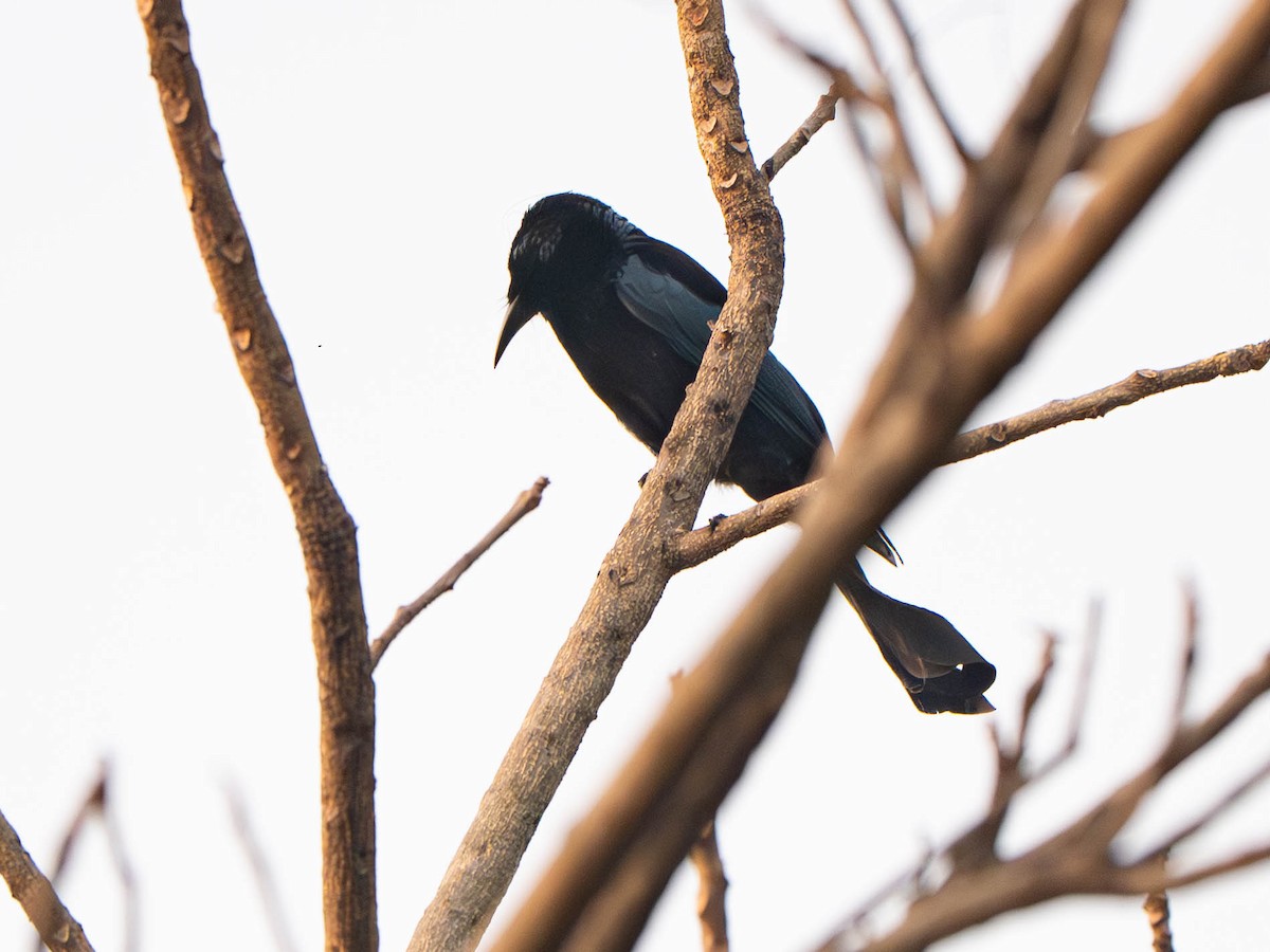Hair-crested Drongo - ML647417550