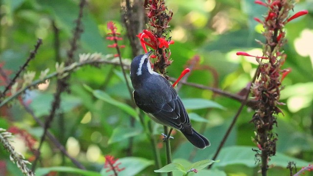 Банановая кареба, сахарная цветочница (bahamensis) - ML647417554
