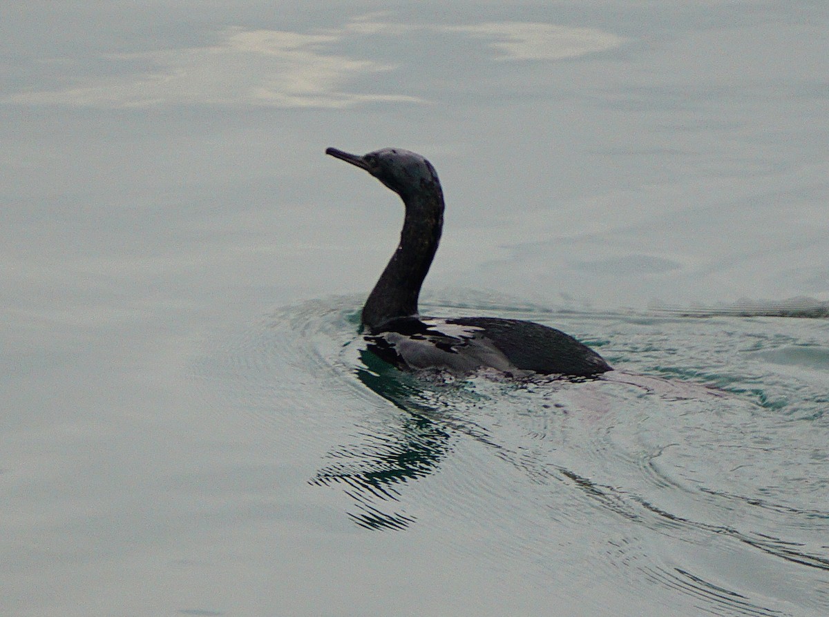 Баклан берингійський - ML647417560