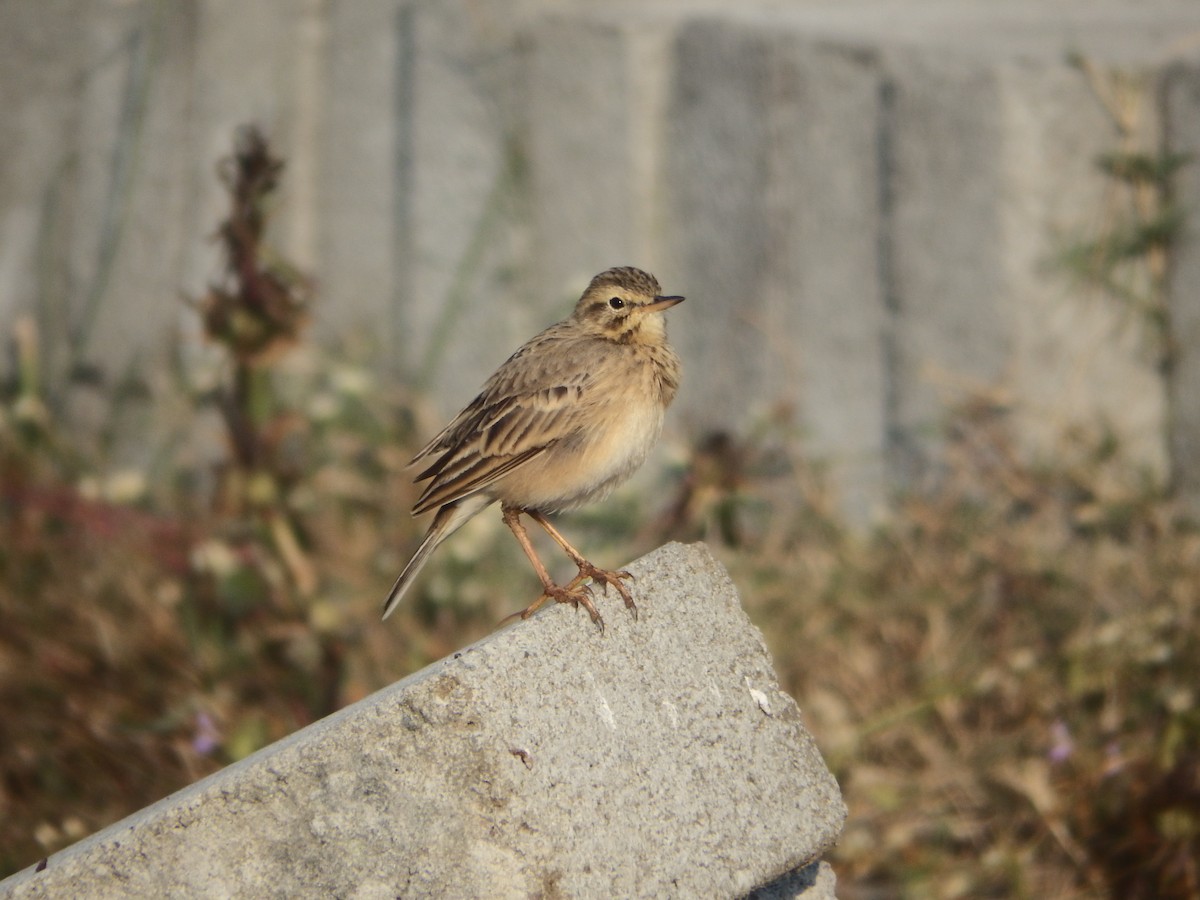 Paddyfield Pipit - ML647417562