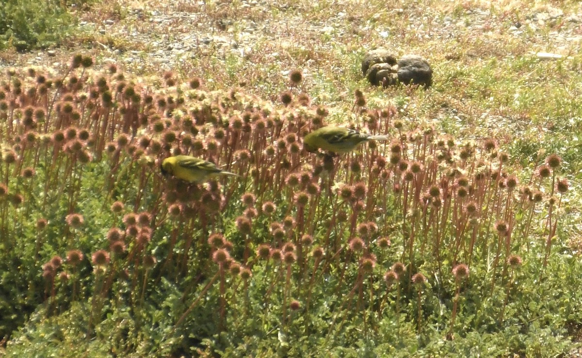 Black-chinned Siskin - ML647417563