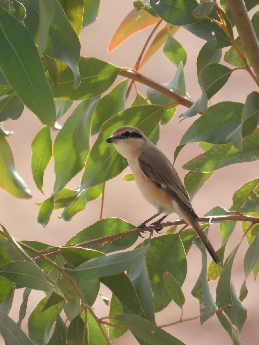 Antzandobi isabeldarra - ML647417572