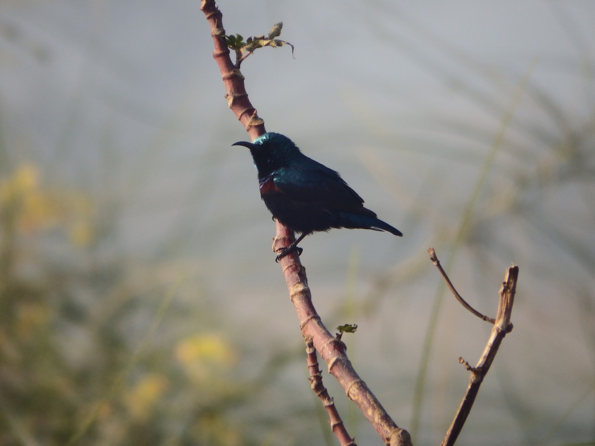 Purple Sunbird - ML647417575