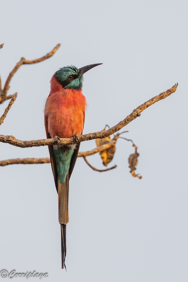 שרקרק ורוד - ML647417590