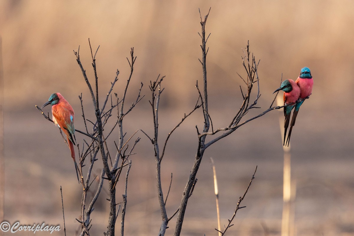 שרקרק ורוד - ML647417591