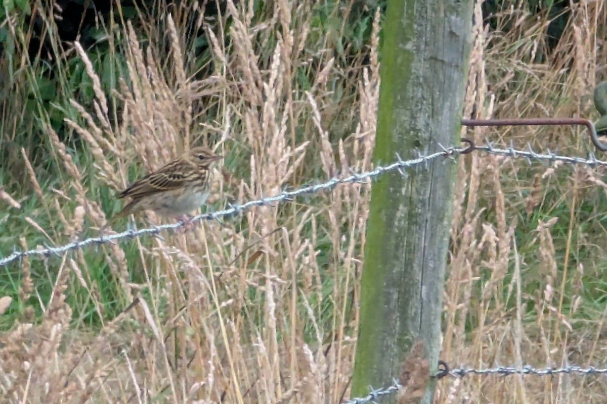 Bisbita Arbóreo - ML647417596