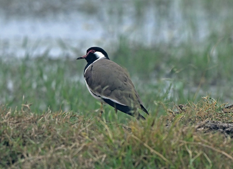 Büyük Kızkuşu - ML647417597