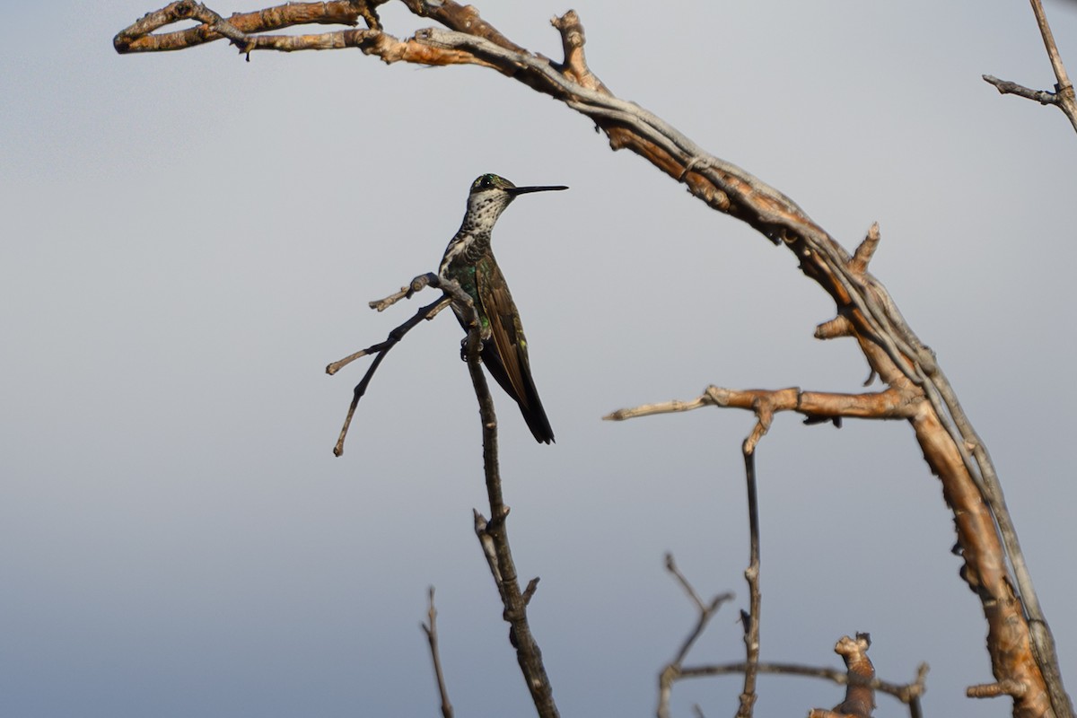 Stripe-breasted Starthroat - ML647417598