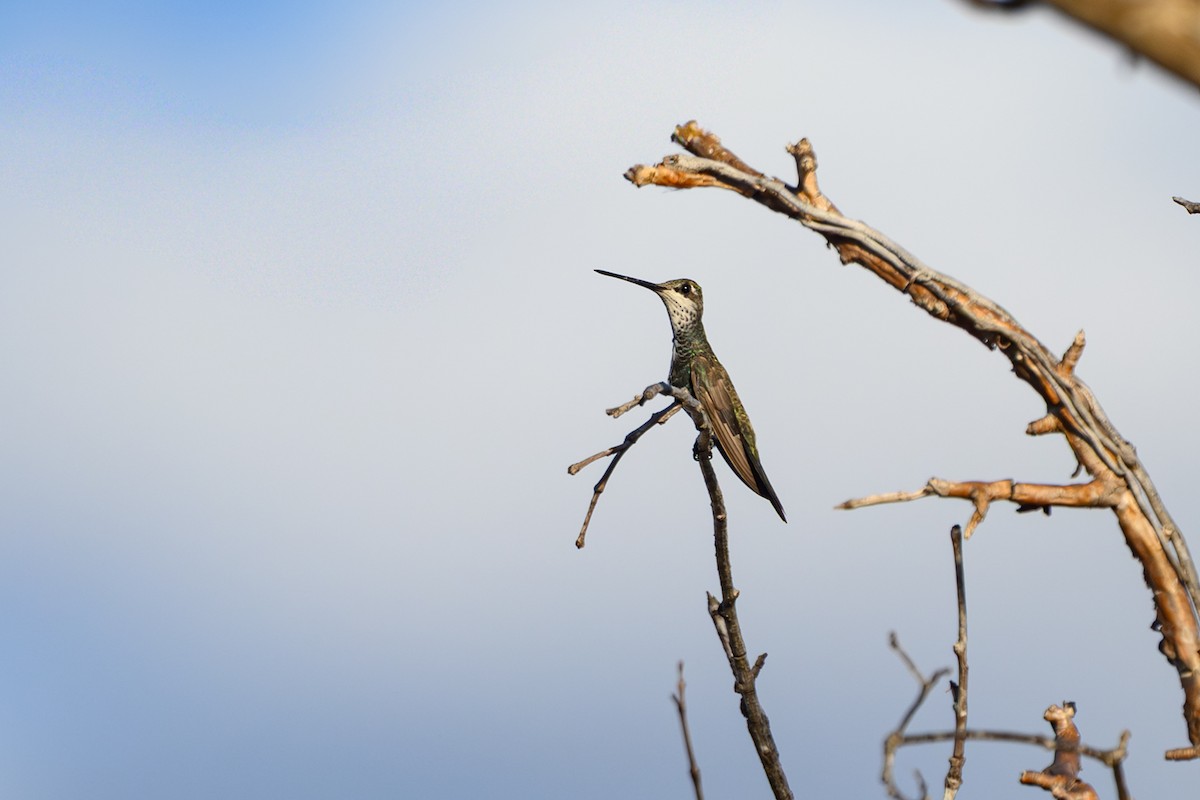 Stripe-breasted Starthroat - ML647417599