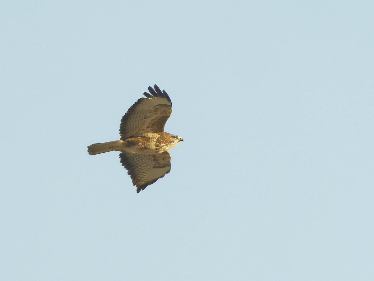 Kızıl Şahin - ML647417600