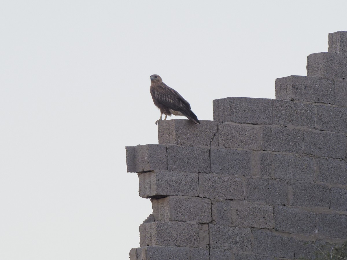 Kızıl Şahin - ML647417601