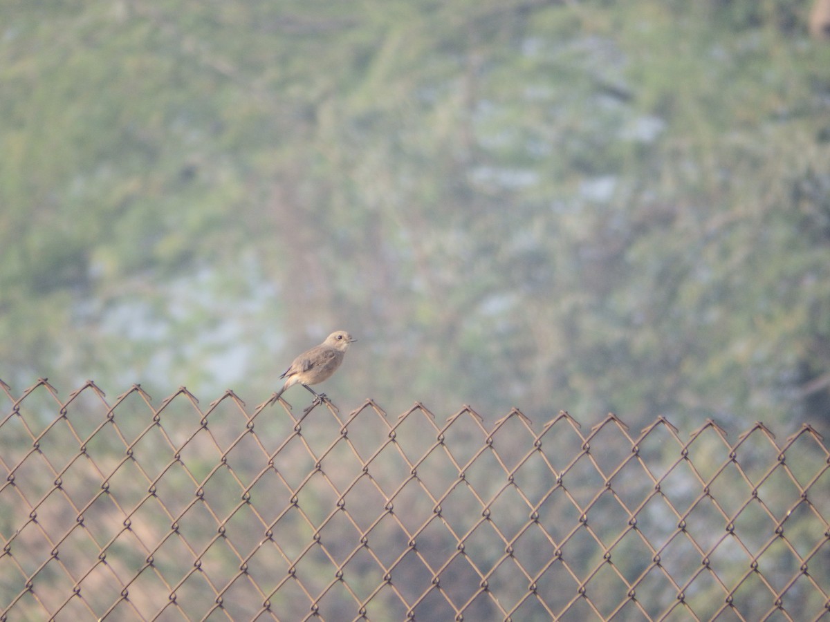 Pied Bushchat - ML647417602