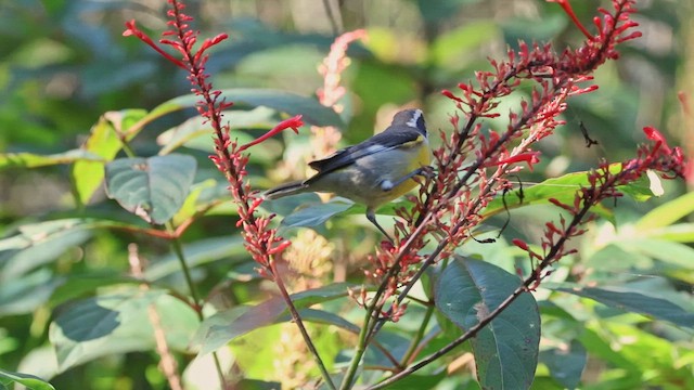 Банановая кареба, сахарная цветочница (bahamensis) - ML647417631
