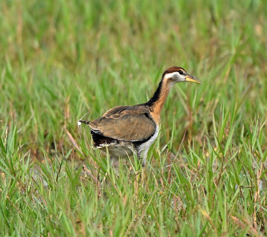 fasanbladhøne - ML647417634