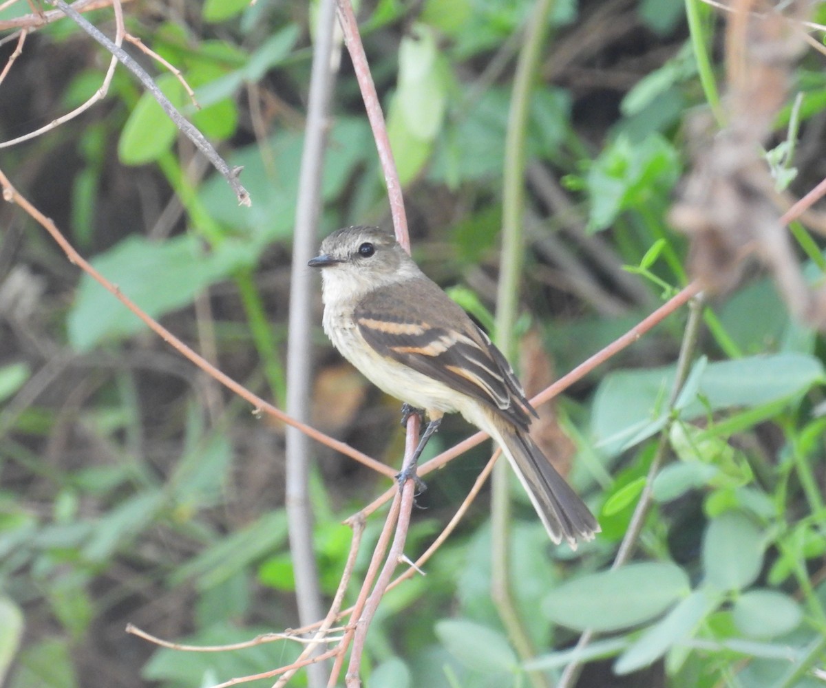 Mouse-gray Flycatcher - ML647417635