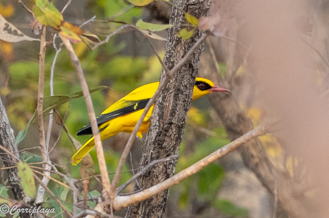 African Golden Oriole - ML647417641