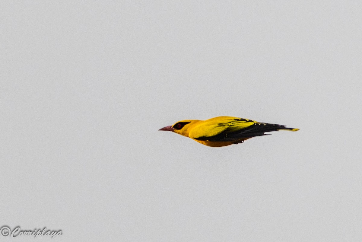 African Golden Oriole - ML647417642