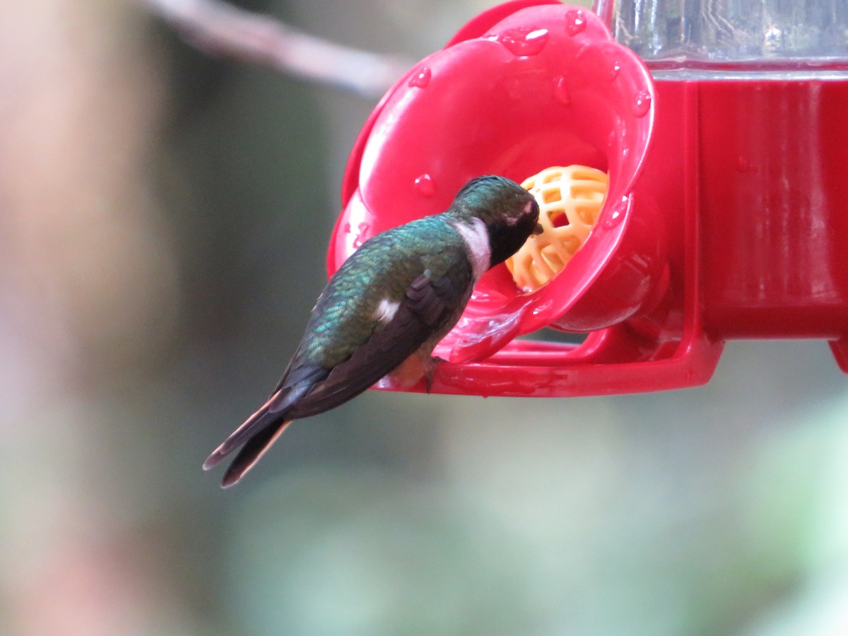 Magenta-throated Woodstar - ML647417647