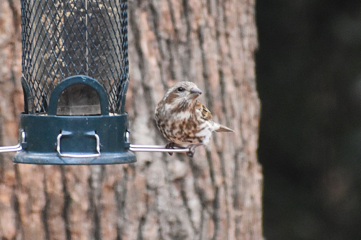 purpurfink - ML647417656