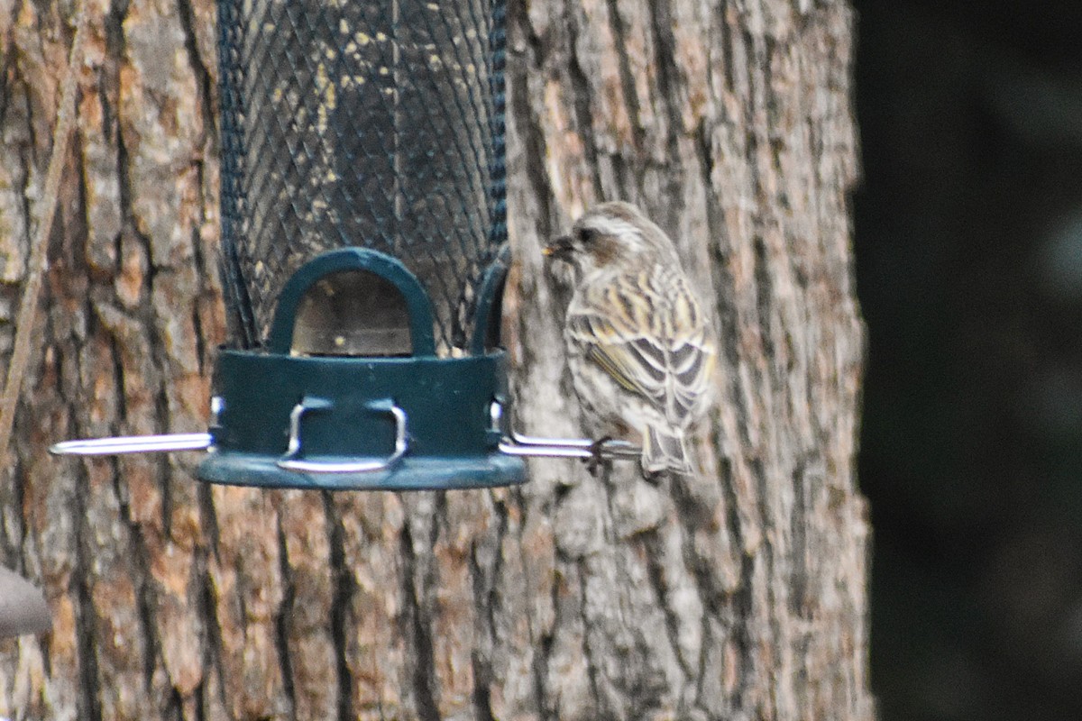 purpurfink - ML647417660