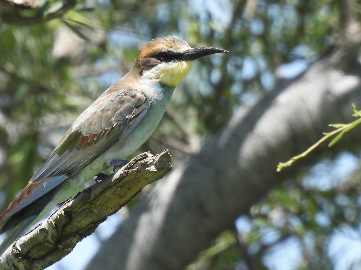 Бджолоїдка звичайна - ML647417680