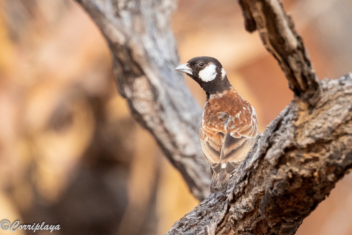 Kestane Sırtlı Serçe Toygarı - ML647417683