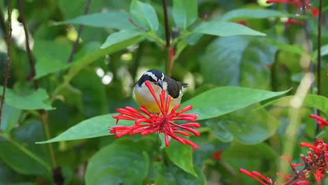 Банановая кареба, сахарная цветочница (bahamensis) - ML647417696