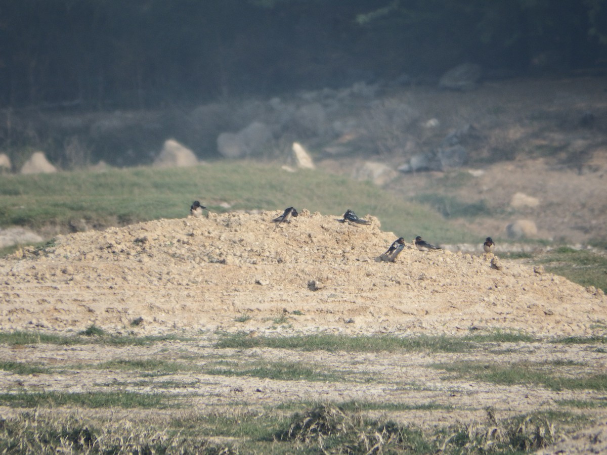 Barn Swallow - ML647417704