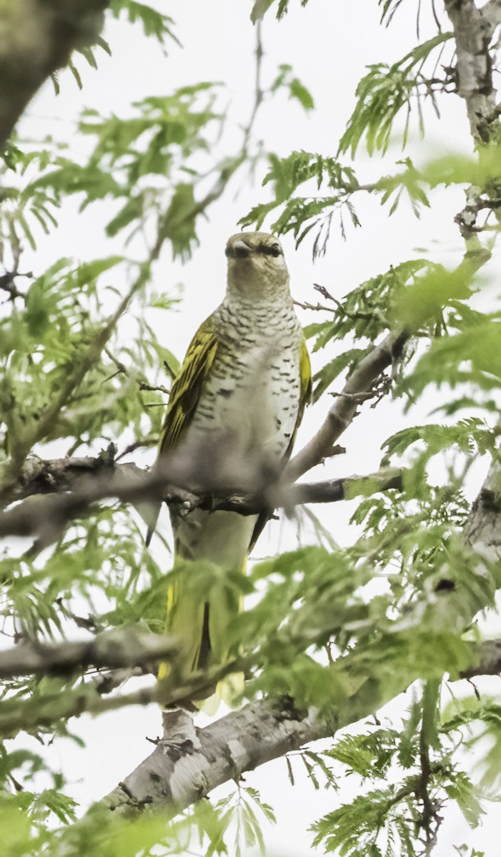 Black Cuckooshrike - ML647417708