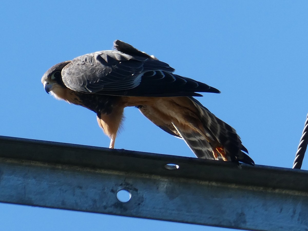 Aplomado Falcon - ML647417711