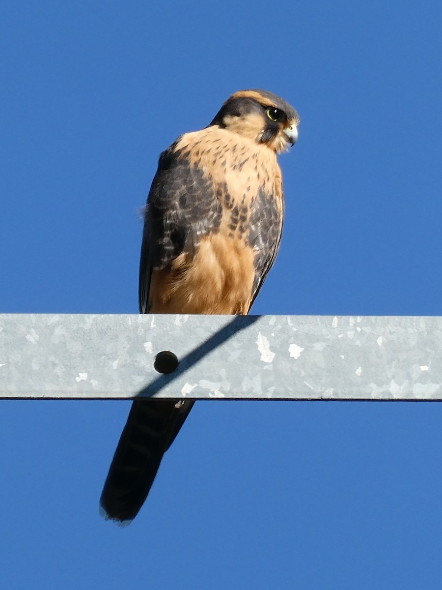 Aplomado Falcon - ML647417712