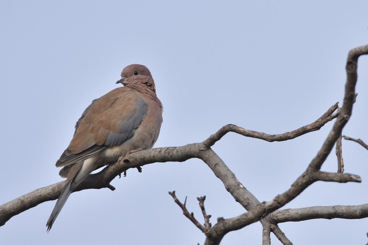 Palmtaube - ML647417714