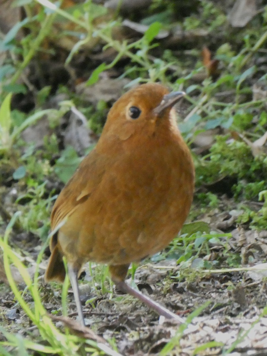 Equatorial Antpitta - ML647417716