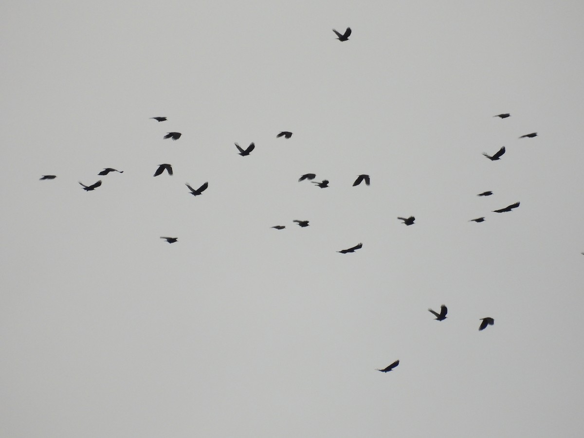 ベニハシガラス - ML647417717