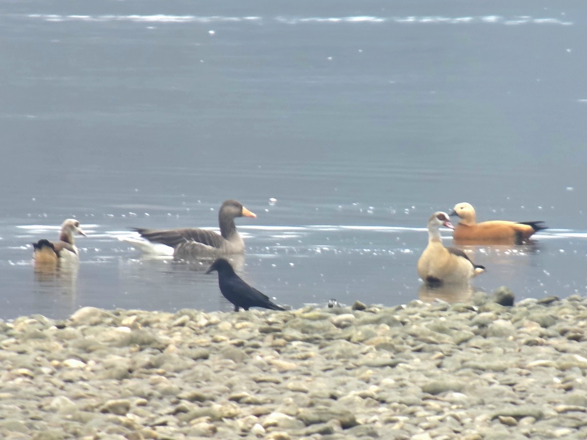 Ruddy Shelduck - ML647417718