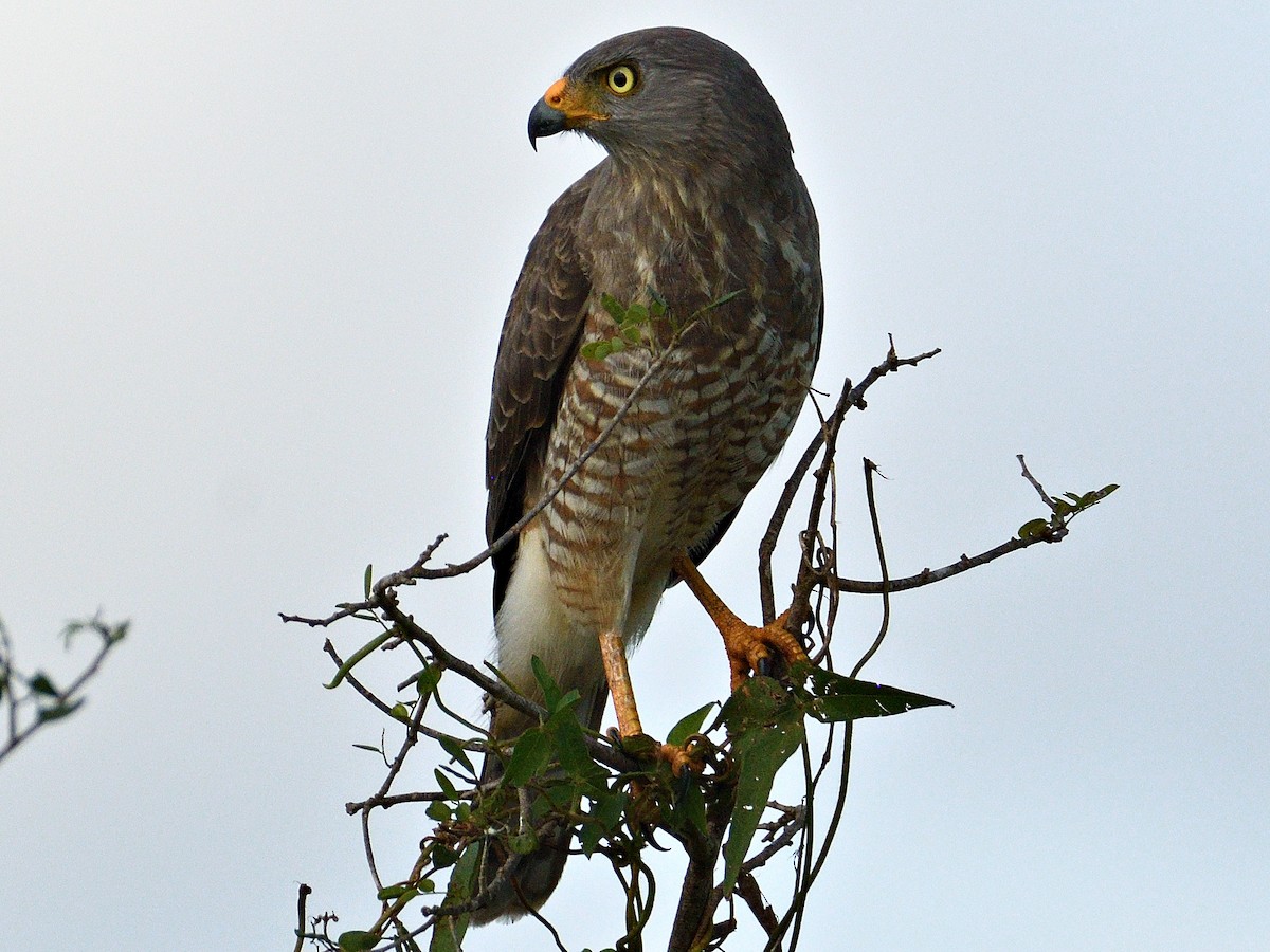 Roadside Hawk - ML647417720