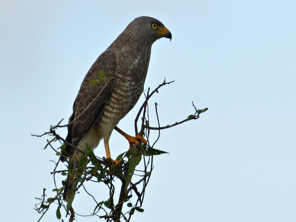 Roadside Hawk - ML647417721
