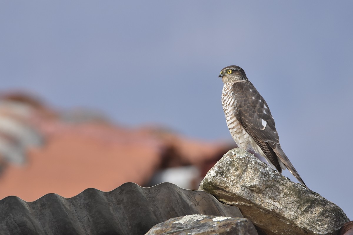 Sperber - ML647417729