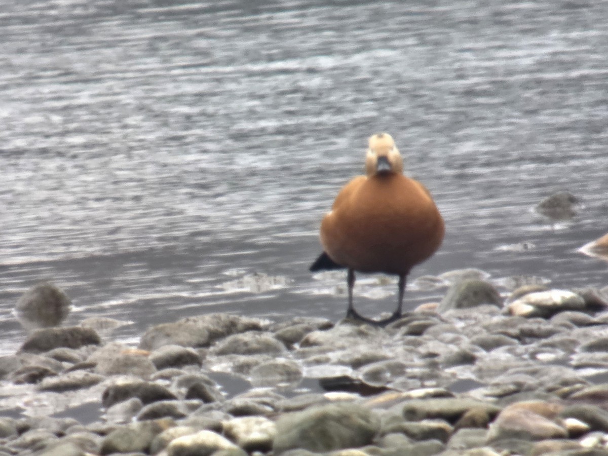 Ruddy Shelduck - ML647417730