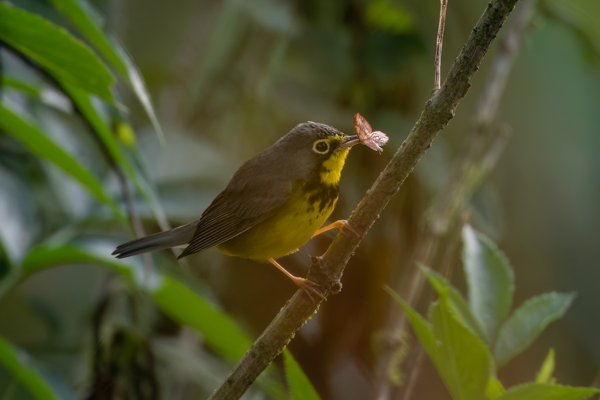 Paruline du Canada - ML647417731