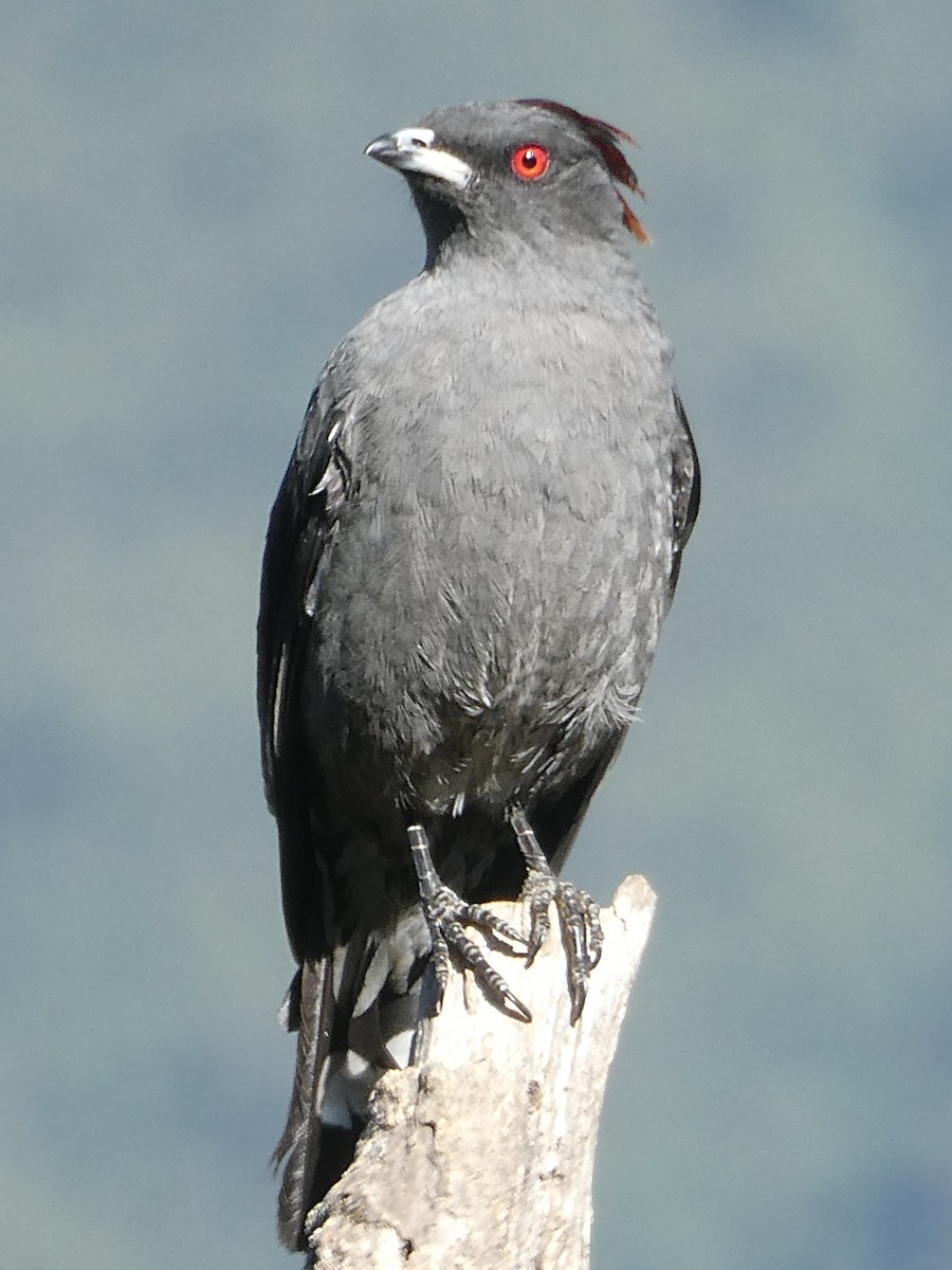 Red-crested Cotinga - ML647417733
