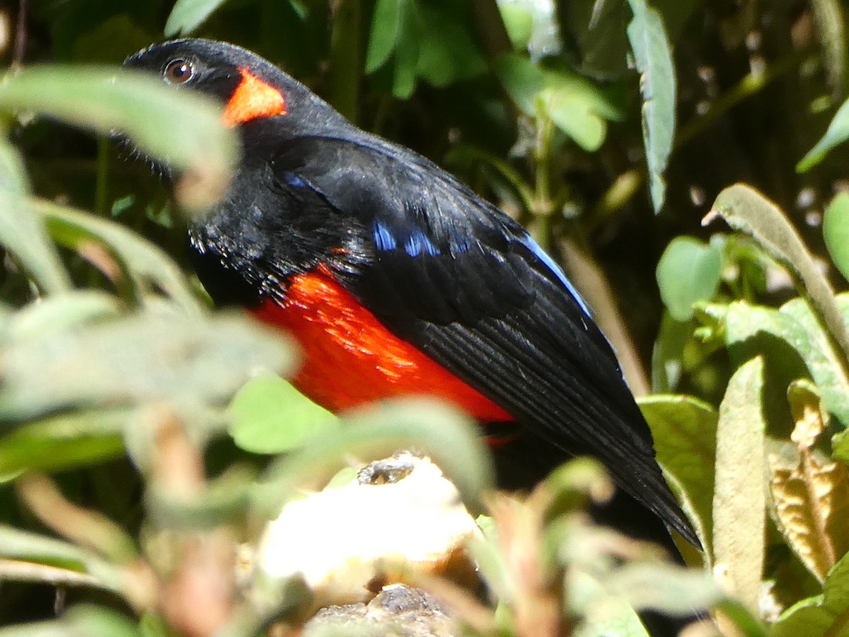 Scarlet-bellied Mountain Tanager - ML647417747