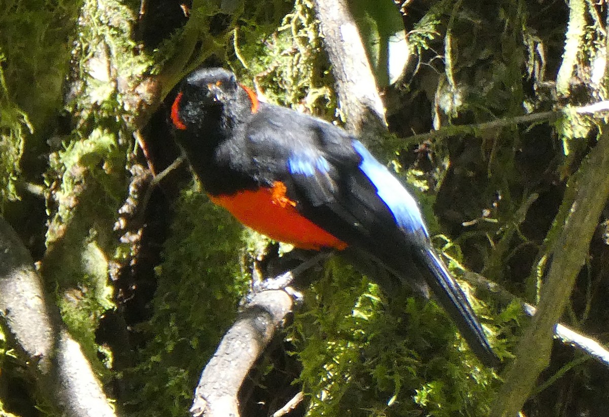 Scarlet-bellied Mountain Tanager - ML647417748