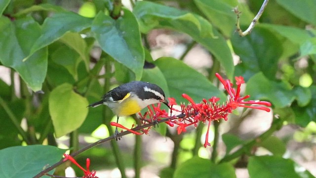 Bananaquit (Bahamas) - ML647417750