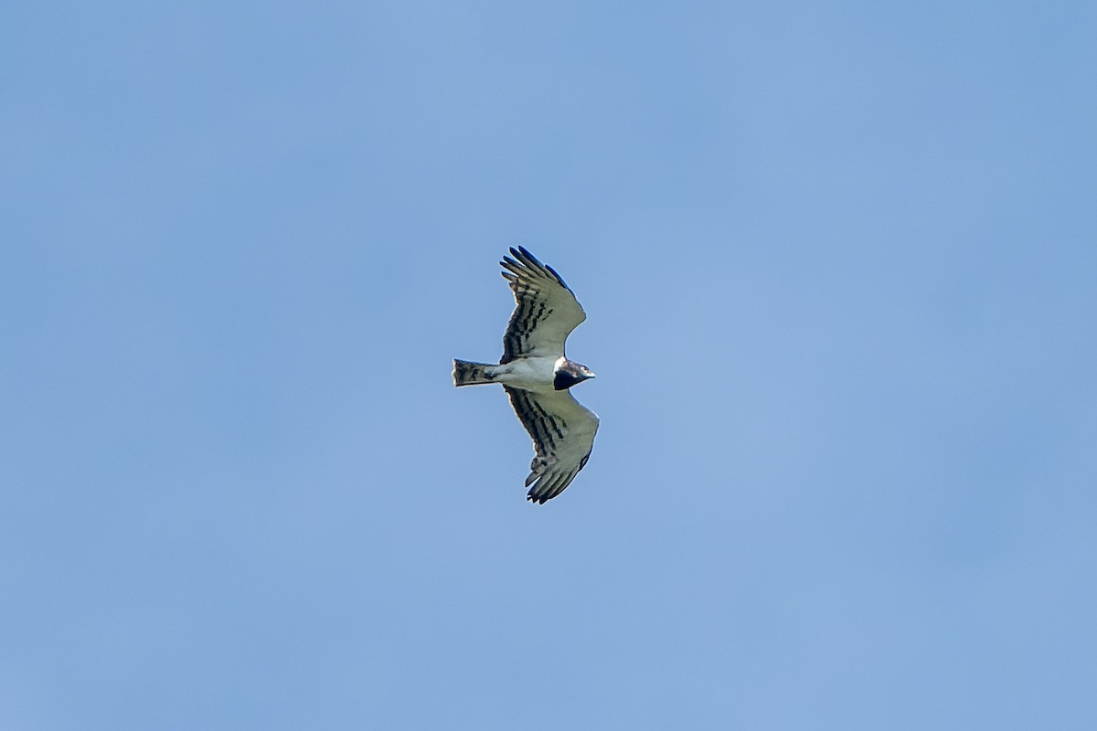 svartbrystslangeørn - ML647417764