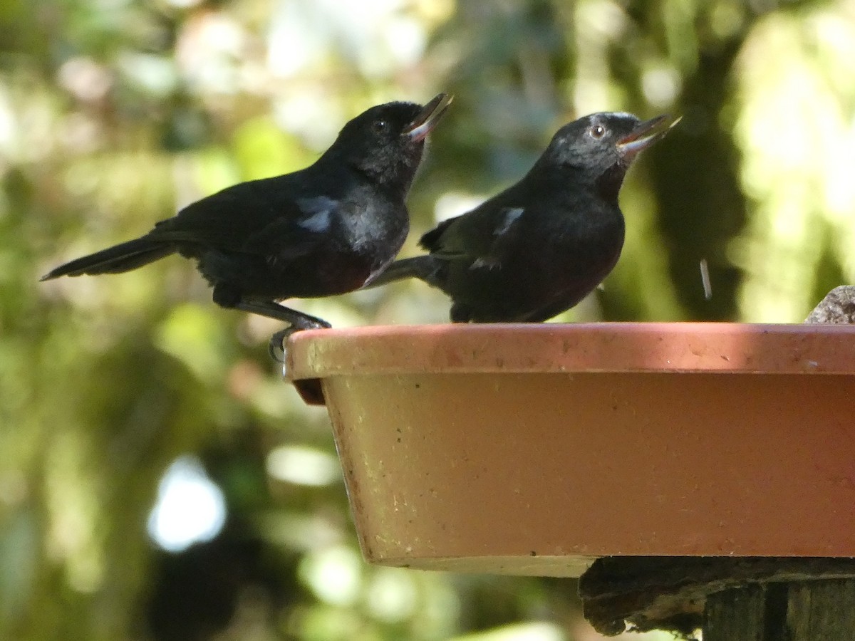 Glossy Flowerpiercer - ML647417766