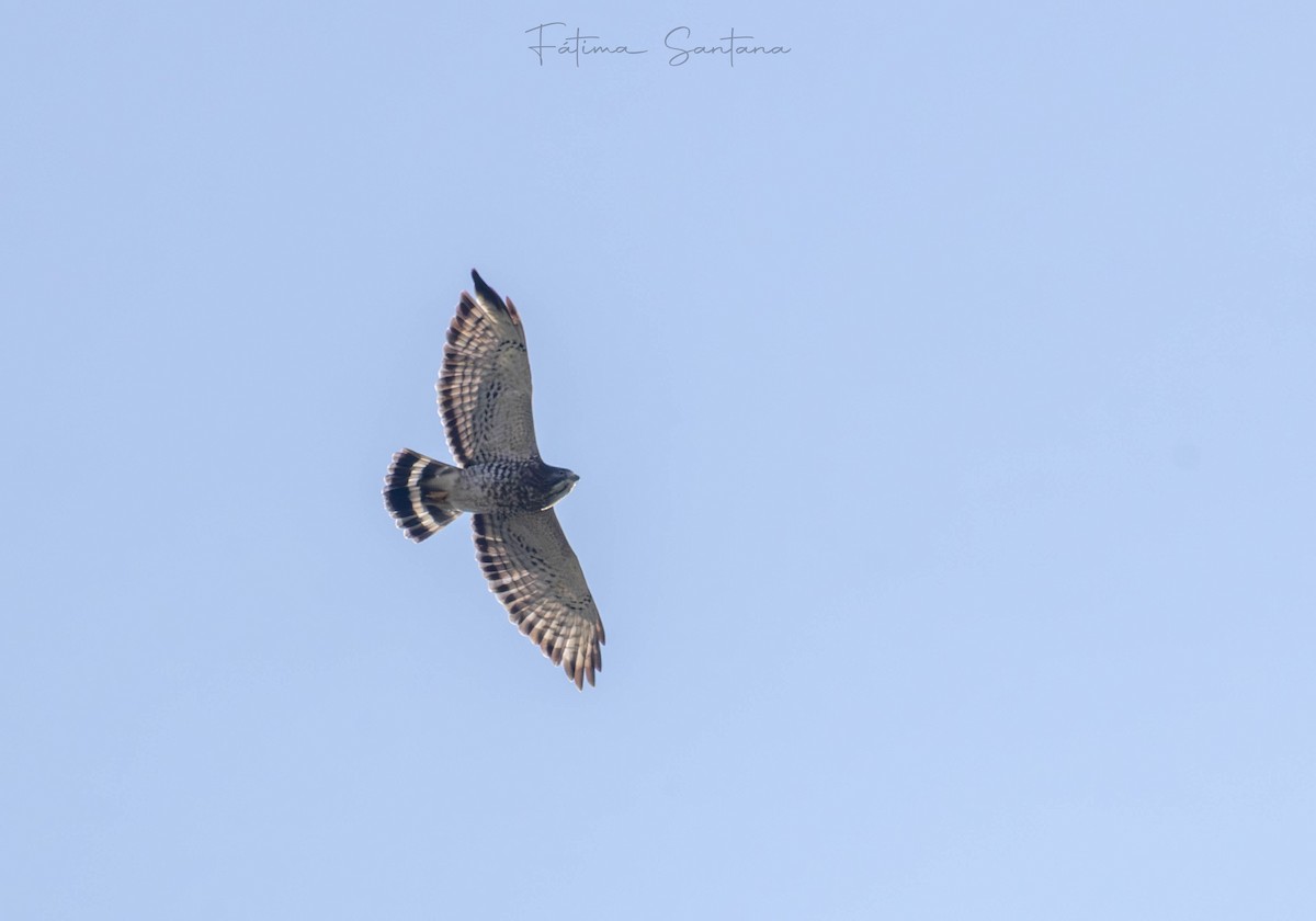 Канюк ширококрилий - ML647417774