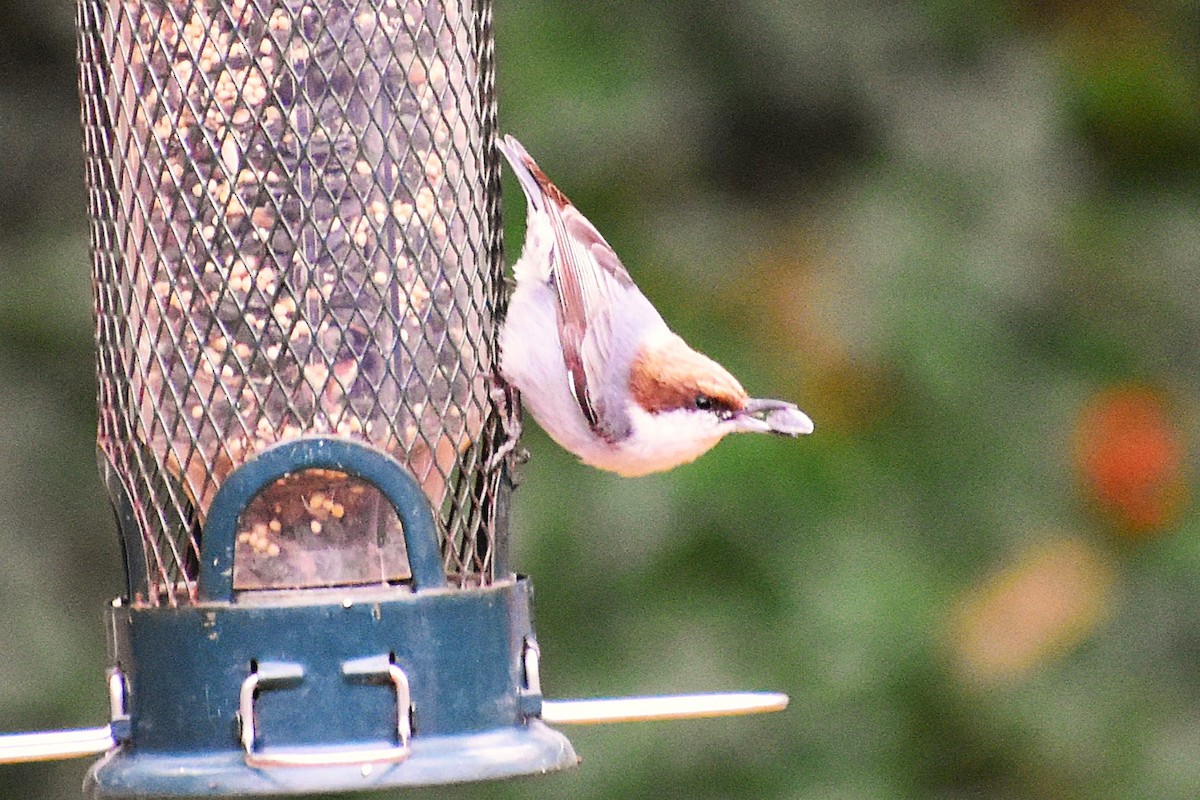 brhlík hnědohlavý - ML647417775